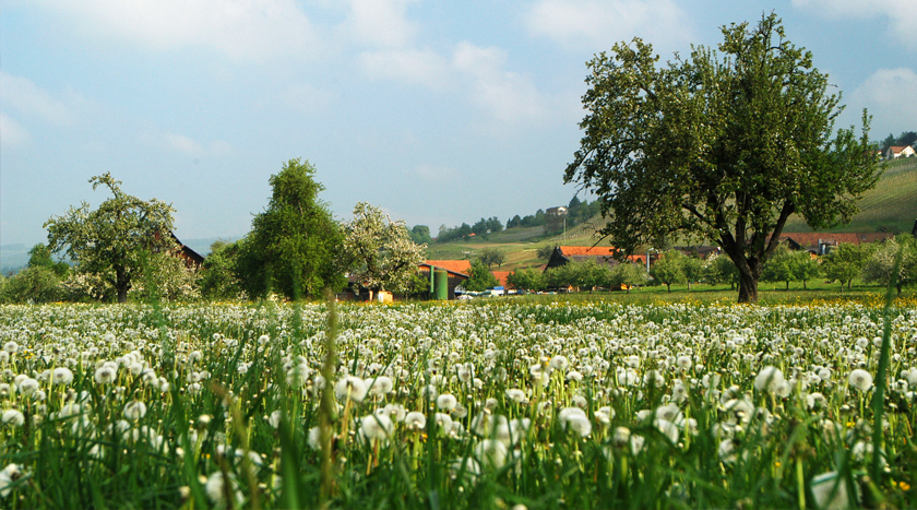 Foto Transformation in Pesticide Governance